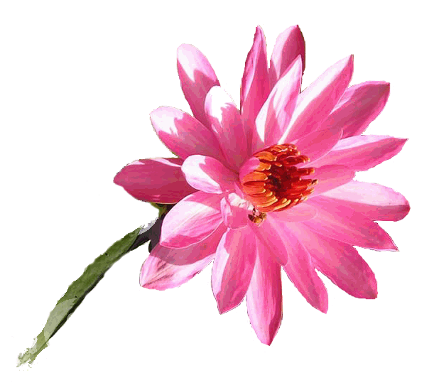 Our Great Wellness - OurGreatWellness.com - OuV2?